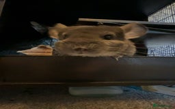 Chinchilla rodents for sale: 2 gorgeous chinchilla sisters for re homing ! - Image 4
