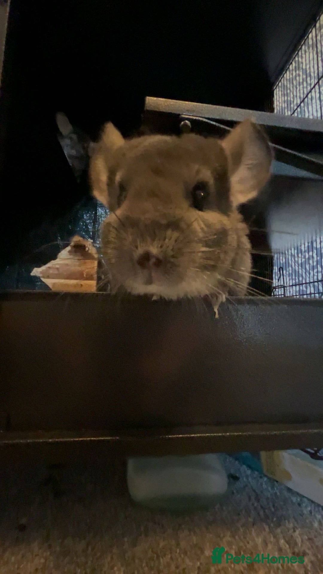 Chinchilla rodents for sale: 2 gorgeous chinchilla sisters for re homing ! - Image 4