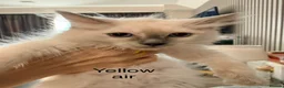 Ragdoll cats for sale: 4 ragdoll kittens ready to leave now  - Advert 9