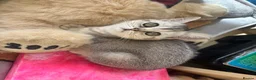 British Shorthair cats for sale: BSH GCCF registered silver chinchilla last girl - Advert 9
