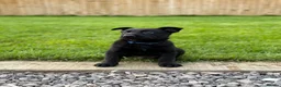 Belgian Shepherd Dog dogs for sale: EXCEPTIONAL WORKING LINE SHEPHERDS! - Advert 11