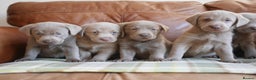 Labrador Retriever dogs for sale: Quality Health Tested Silver Labrador Puppies - Advert 6