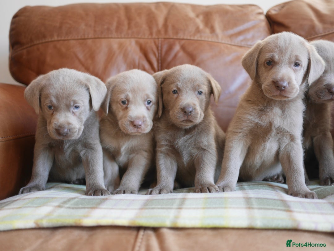 Labrador Retriever dogs for sale: Quality Health Tested Silver Labrador Puppies - Advert 6