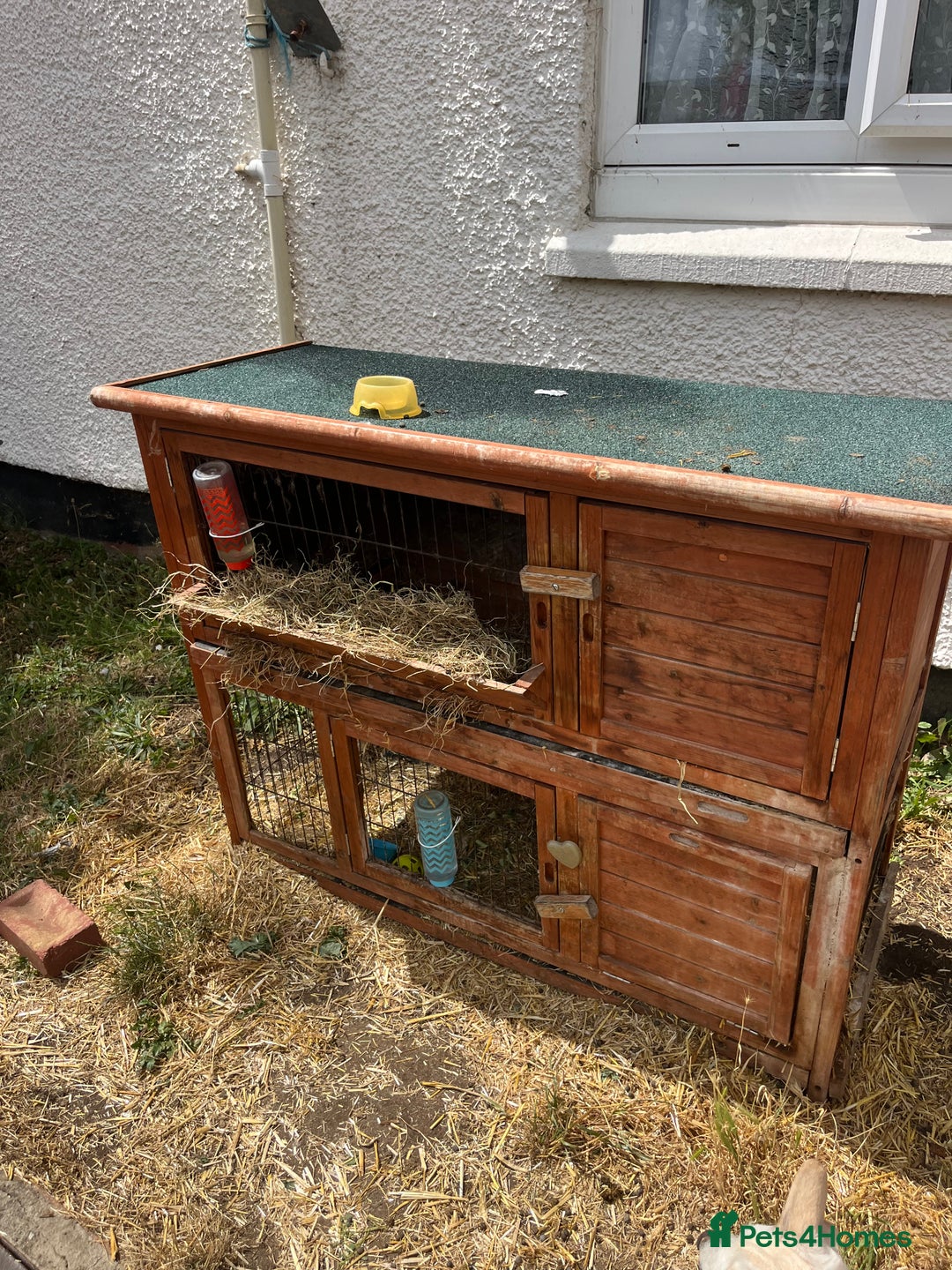 English Lop rabbits for sale: 2 male rabbits and H hutch for sale - Image 1