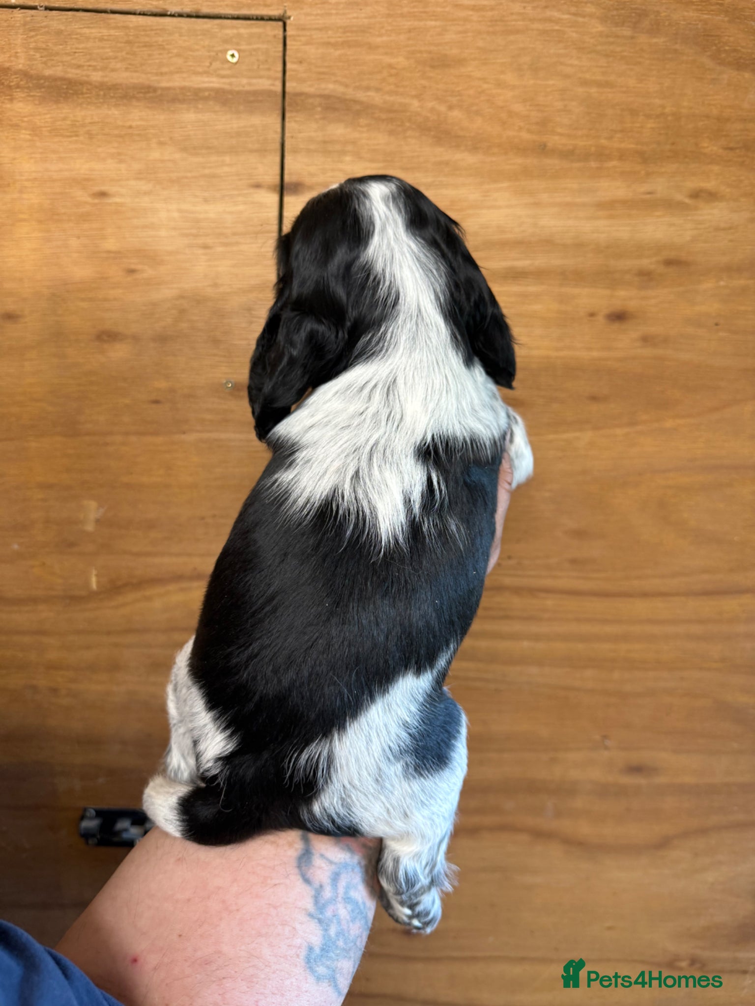 Cocker Spaniel dogs for sale: 5 Gorgeous Chunky Show Type Cocker Spaniels  - Advert 21