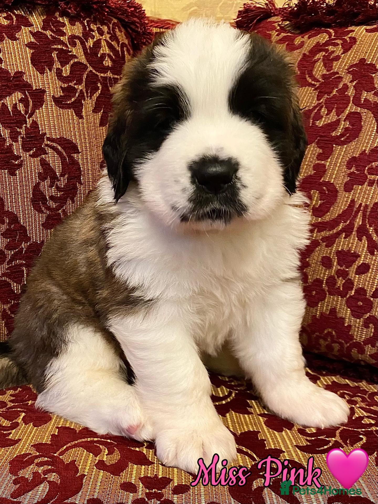Saint Bernard dogs Outstanding KC Registered Saint Bernard Puppies - Advert 2