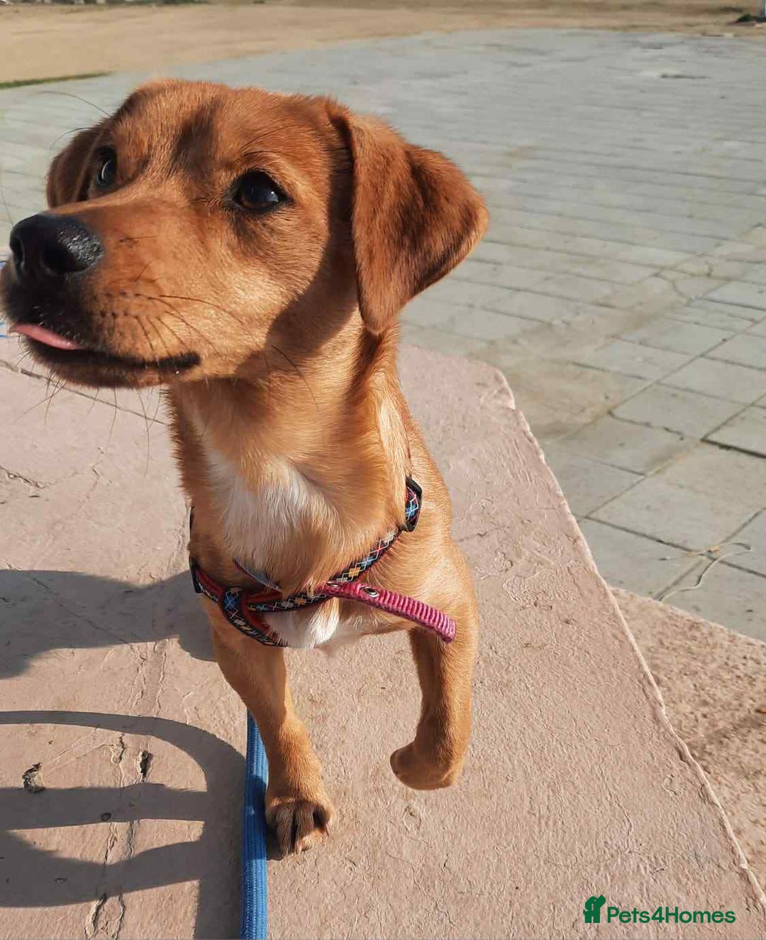 Mixed Breed dogs for adoption: Jeffrey Still smiling.Still waiting for his people - Advert 7