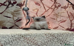 Ragdoll cats for sale: Cute ragdoll🌹🤎 - Image 25