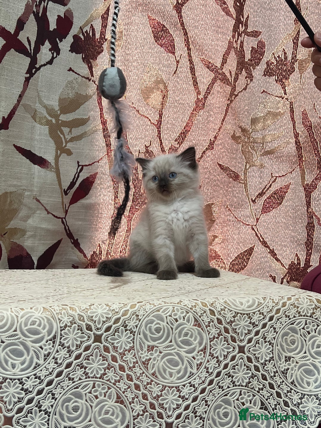 Ragdoll cats for sale: Cute ragdoll🌹🤎 - Image 25