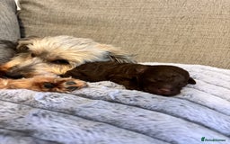 Yorkiepoo dogs for sale: Health Tested Chocolate Brown Yorkipoo  - Advert 4