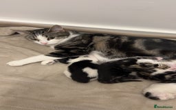 American Shorthair cats for sale: American short hair kitten - Image 4
