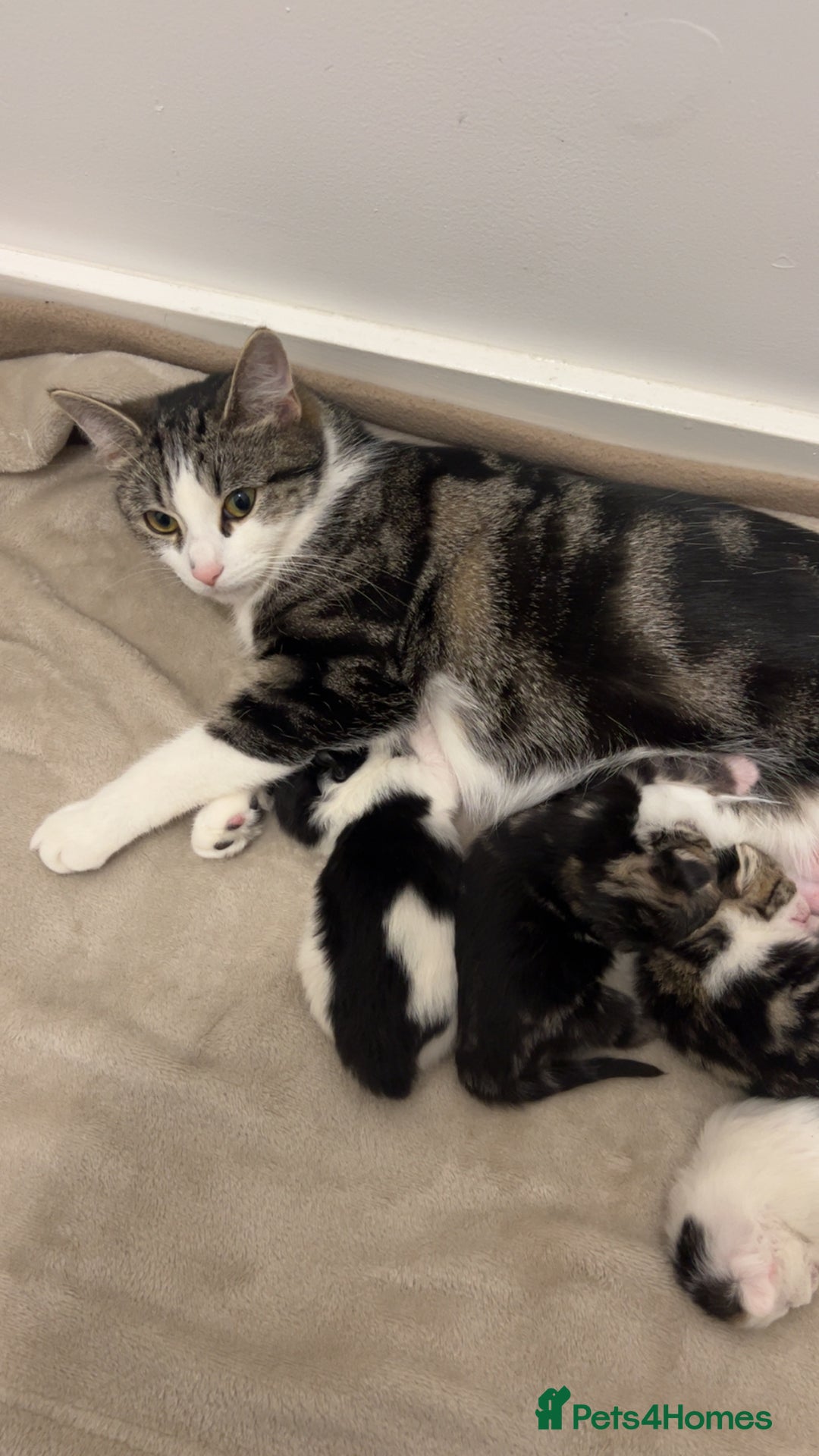 American Shorthair cats for sale: American short hair kitten - Image 4