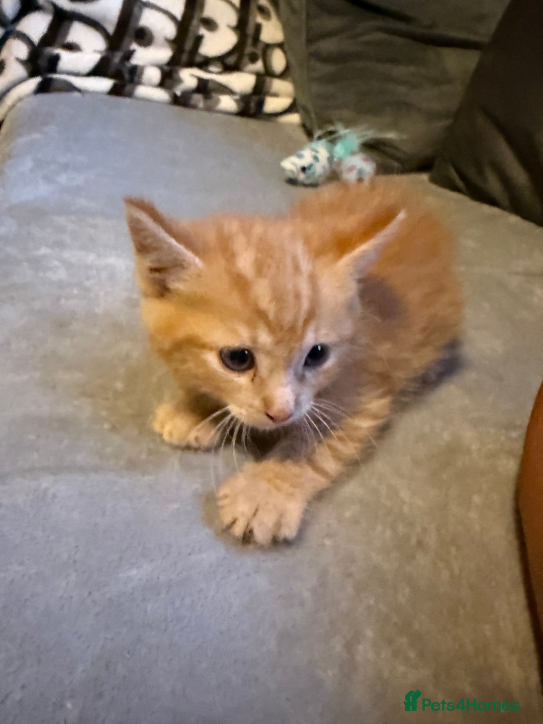 Mixed Breed cats for sale: Maincoon cross kittens - Image 8