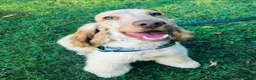 Cocker Spaniel dogs for sale: Beautiful kc reg show cockers READY NOW  - Advert 4