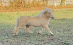 Shetland pony horses for sale: Palomino Shetland pony  - Image 2