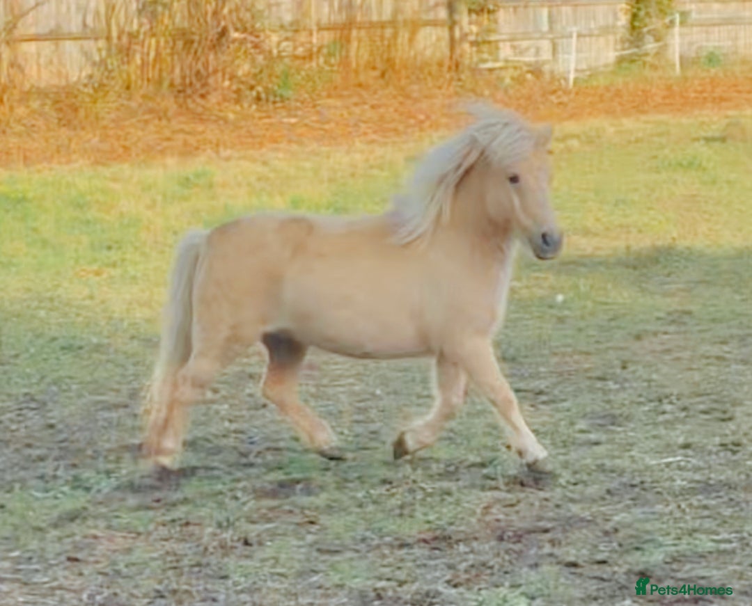 Shetland pony horses for sale: Palomino Shetland pony  - Image 2