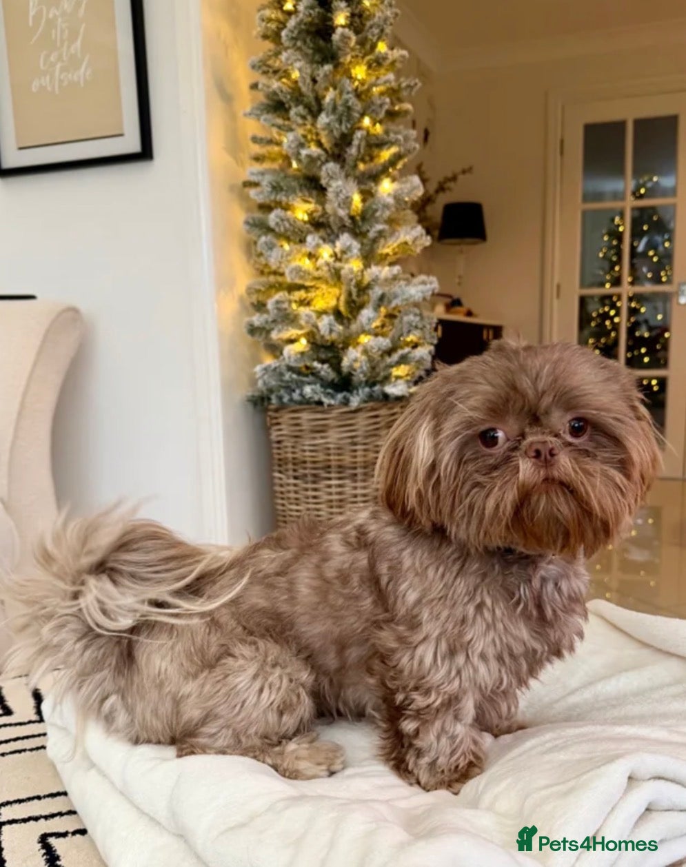 Shih Tzu dogs Chocolate Shih Tzu for Stud - Advert 1