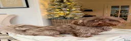 Shih Tzu dogs for stud: Chocolate Shih Tzu for Stud - Advert 1