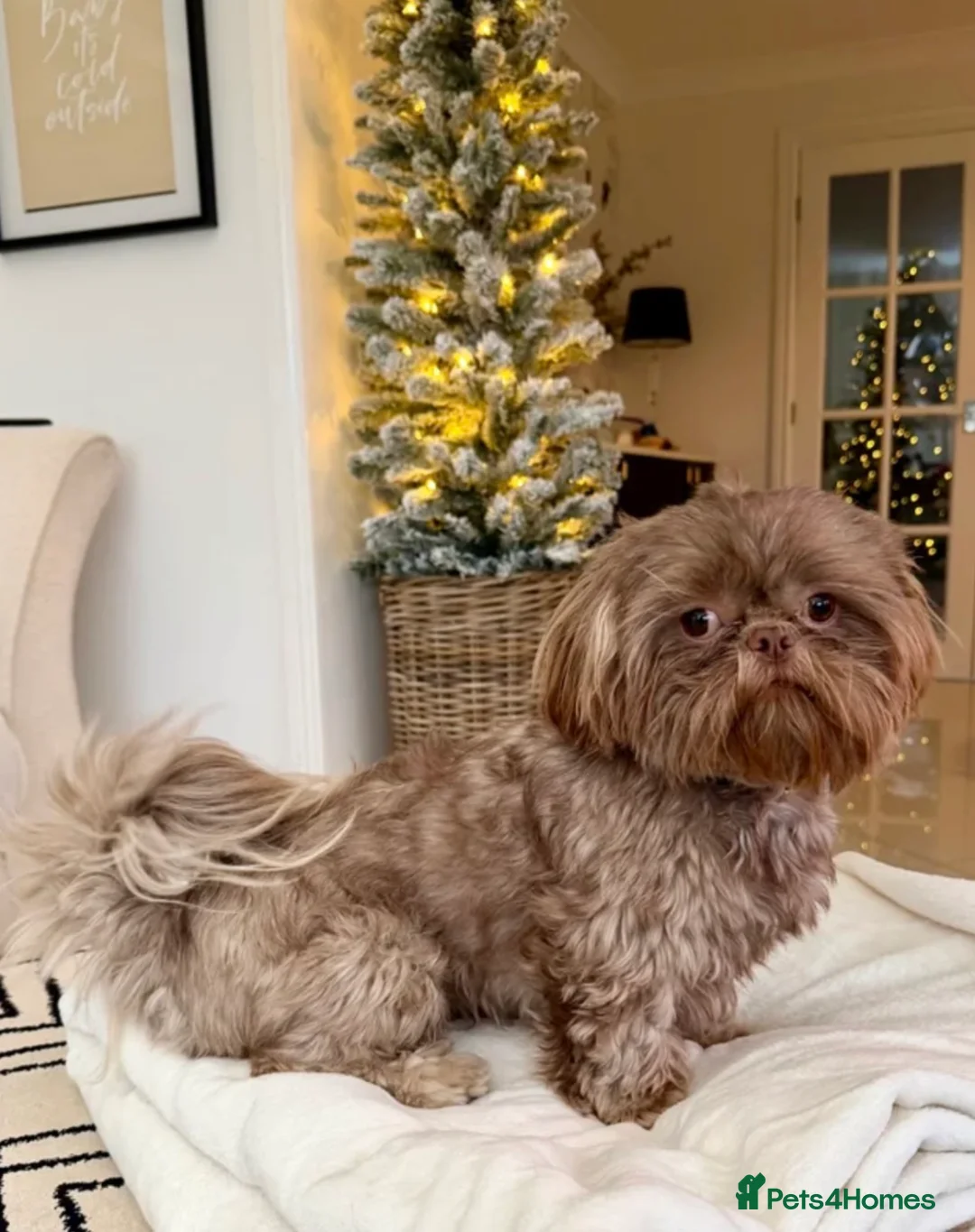 Shih Tzu dogs for stud: Chocolate Shih Tzu for Stud - Advert 1
