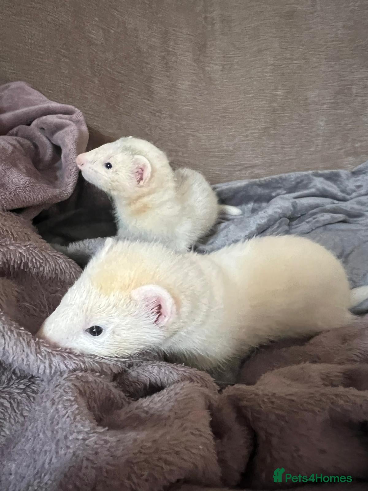 Ferret rodents for sale: Adorable Baby Ferrets  - Advert 6