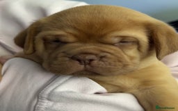 Dogue De Bordeaux dogs for sale: Dogue De Bordauex Puppies for sale - Image 12