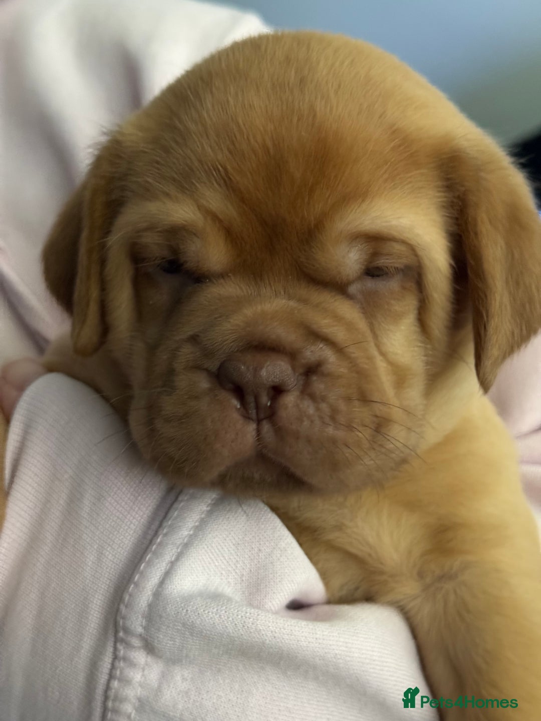 Dogue De Bordeaux dogs for sale: Dogue De Bordauex Puppies for sale - Image 12