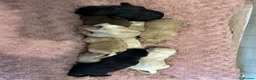 Labrador Retriever dogs for sale: KC Labrador pups, champagne, yellow & black  - Advert 4