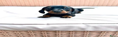 Miniature Dachshund 3