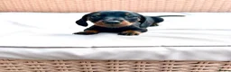 Miniature Dachshund dogs for sale: 7 Adorable Sausage Pups Ready 13th August (4 LEFT) - Advert 3