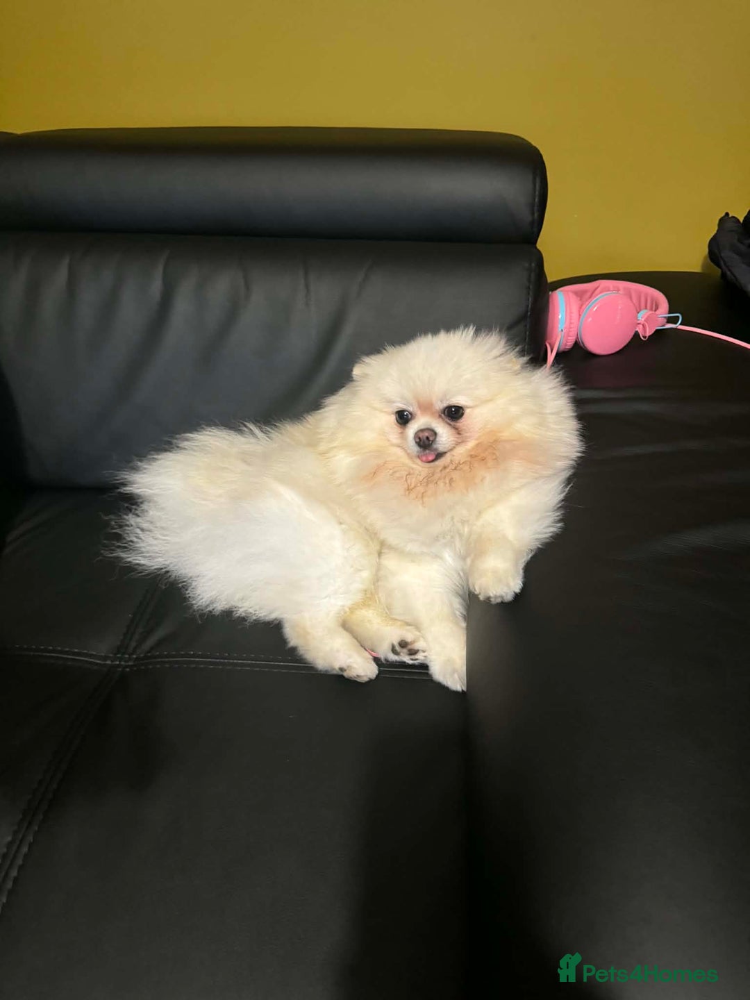 Pomeranian dogs for sale: Tiny white Pomeranian puppy  - Advert 3