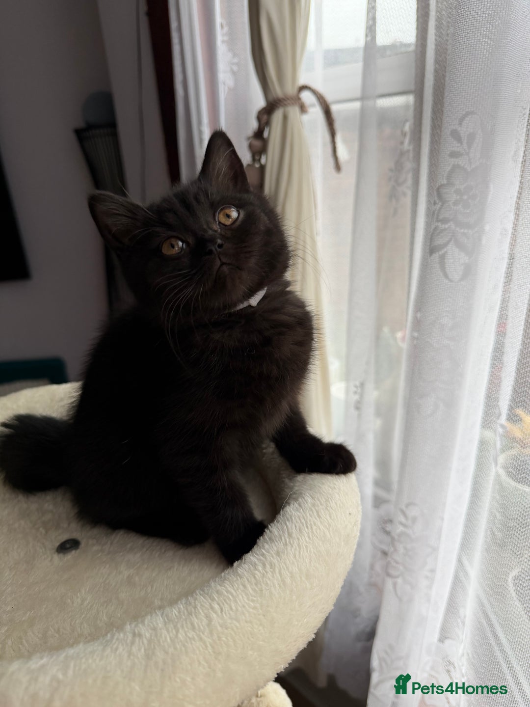 British Shorthair cats for sale: 🐱Last fluffy  British Shorthair Boy🐱 - Advert 8