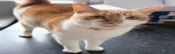 Mixed Breed cats for sale: Beautiful ginger female cat  - Advert 4