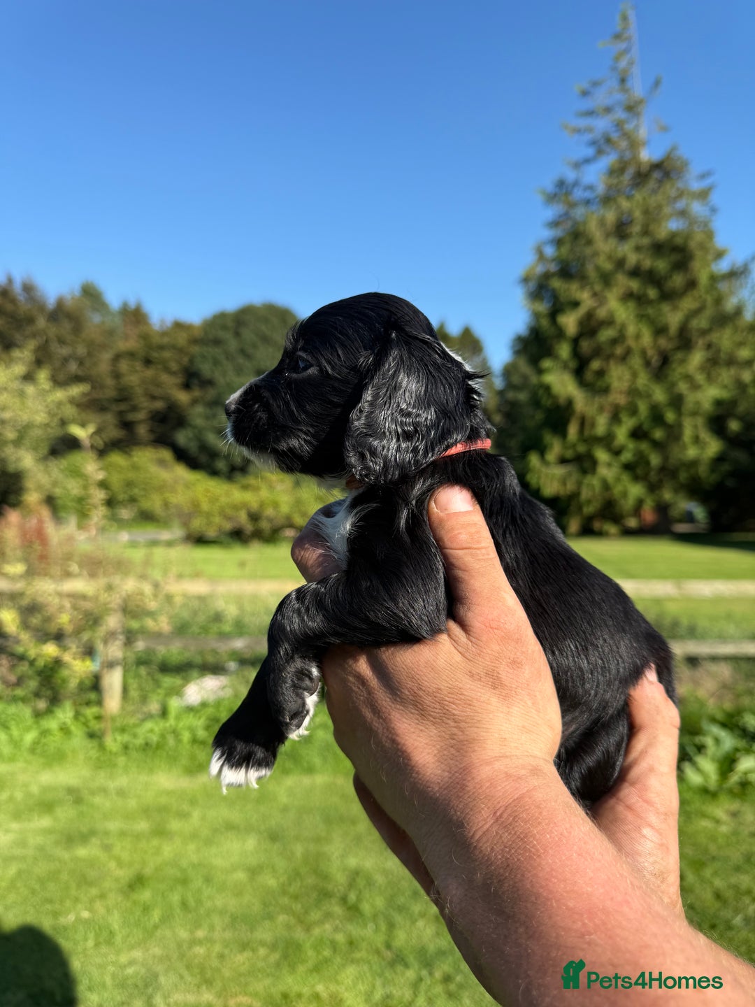 Cocker Spaniel dogs for sale: Working cocker spaniel - Image 14