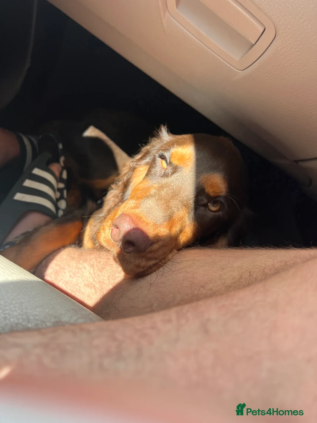 Cocker Spaniel dogs for stud: 🐾 Proven Stud - Healthy Working Cocker Spaniel 🐾 - Advert 24