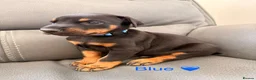 Dobermann dogs for sale: Beautiful Doberman Puppies for sale  in Spalding - Advert 5