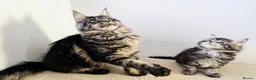 Maine Coon cats for sale: Maine coon kittens - Advert 33