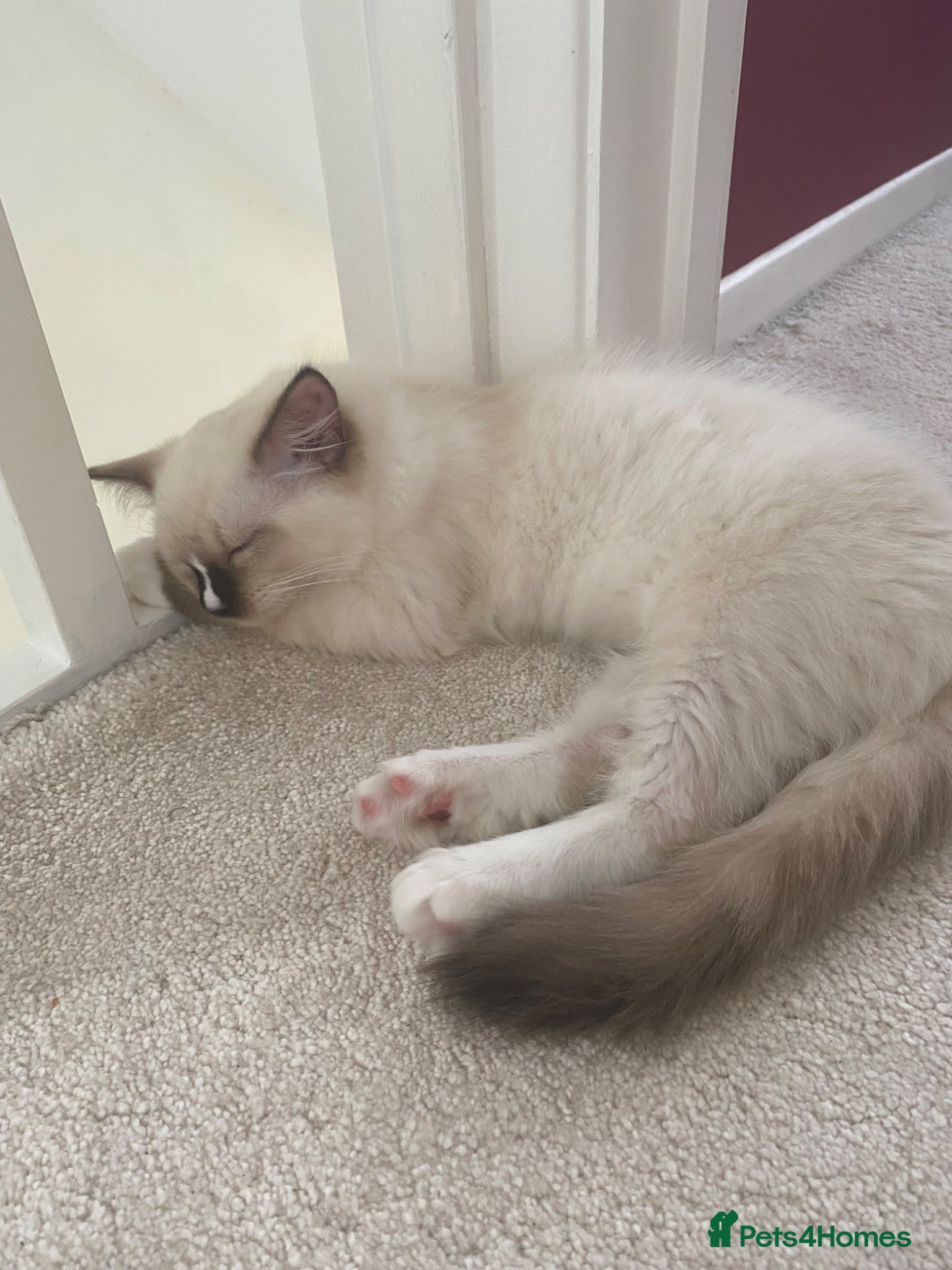 Ragdoll cats GCCF Best of Breed & Champion Bloodline Ragdolls🏆 - Advert 2