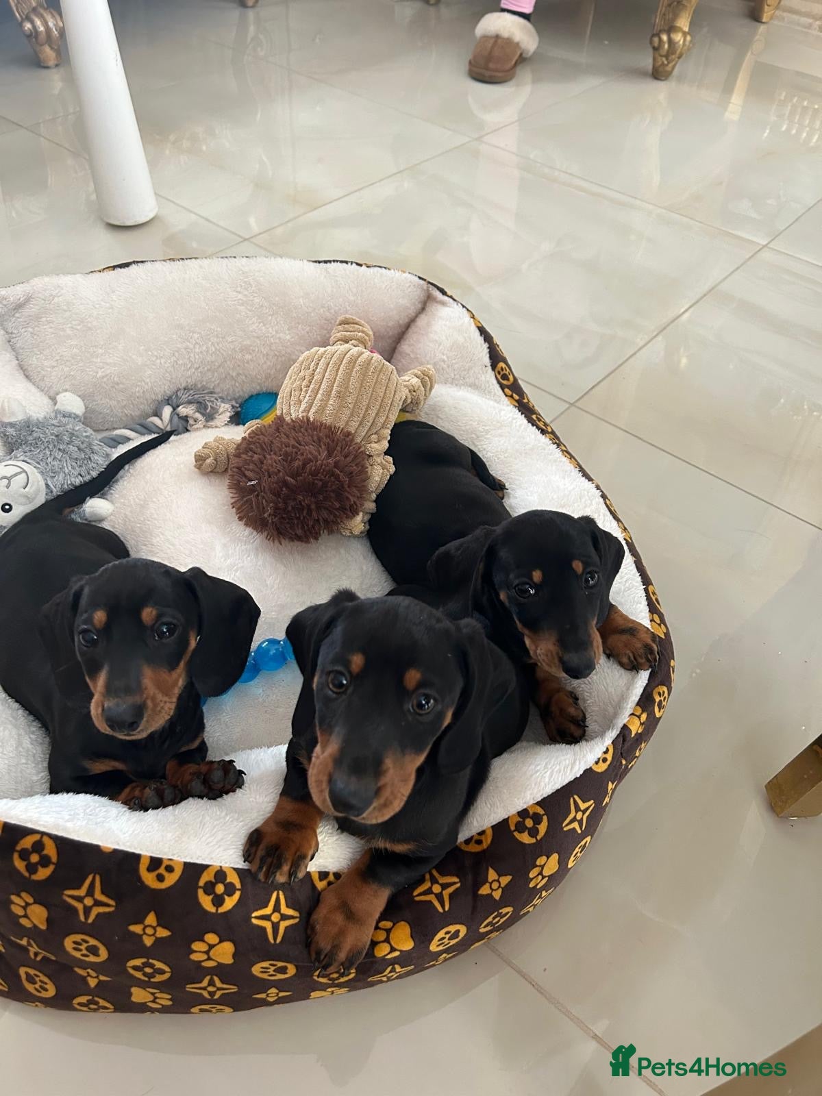 Dachshund dogs 3 dachshunds left for sale  - Advert 17