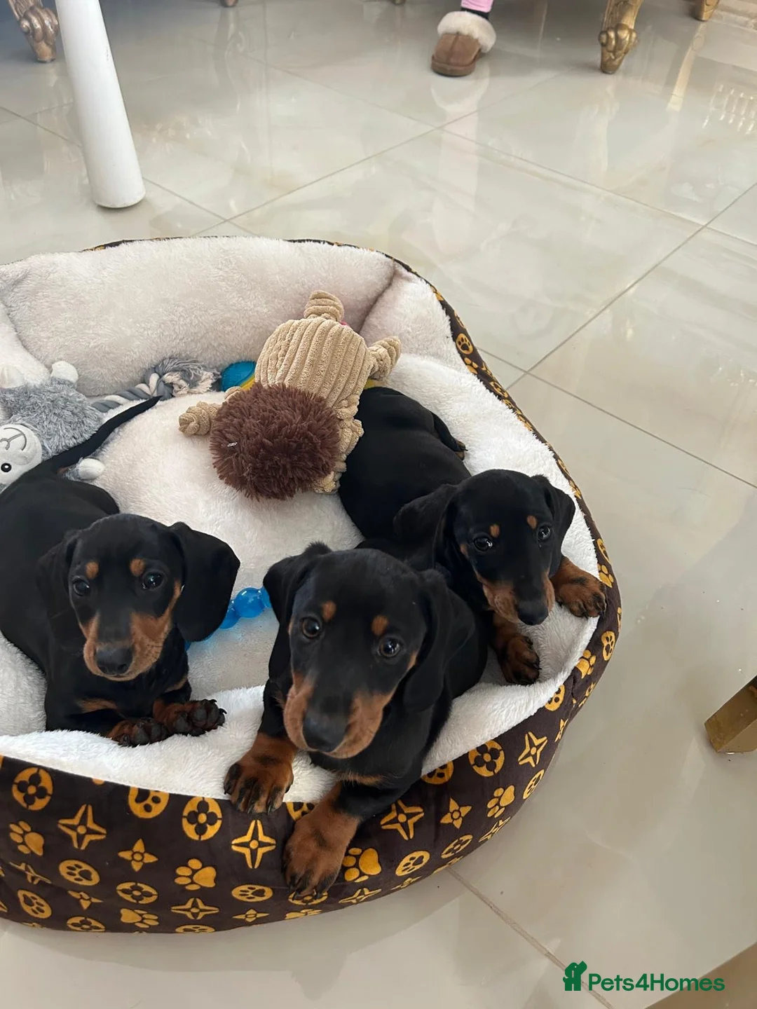 Dachshund dogs for sale: Last 2 dachshund boys left.  - Advert 1