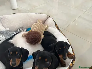 Dachshund dogs 3 dachshunds left for sale - Advert 17