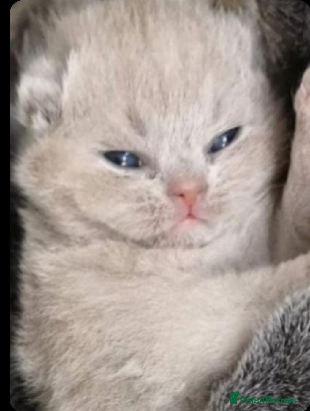 British Shorthair cats Blue point bsh babies 👶 - Advert 14