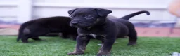Mixed Breed dogs for sale: German sheppard X staffie cross puppies  - Advert 8