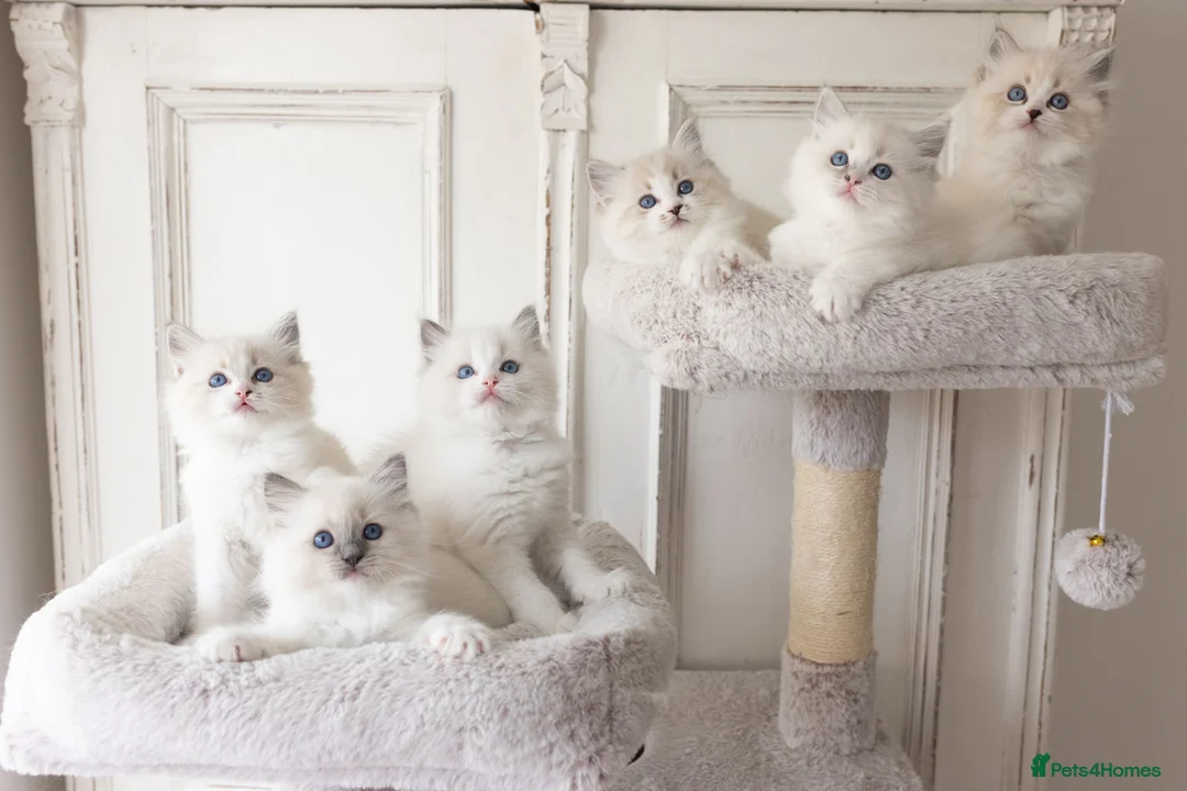 Ragdoll cats for sale: the Best Ragdoll kittens - Advert 2