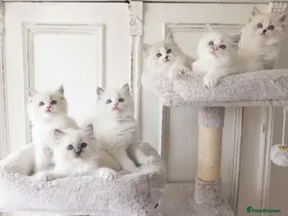 Ragdoll cats the Best Ragdoll kittens - Advert 11