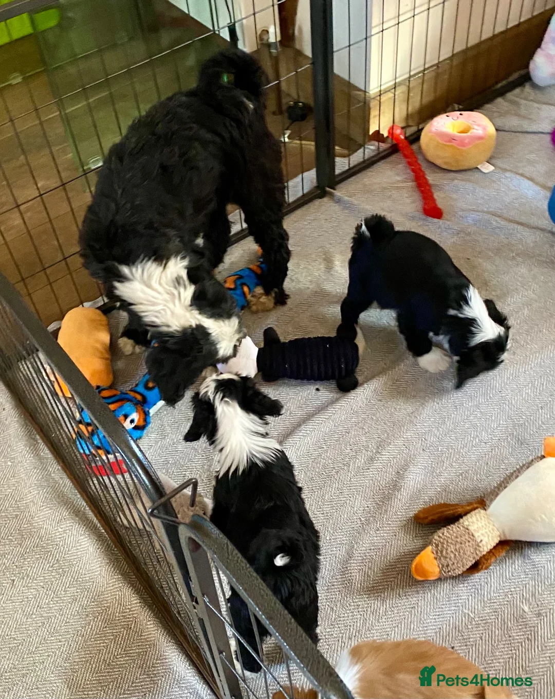 Tibetan Terrier dogs for sale: Beautiful Kc Registered Tibetan Terrier Puppies - Advert 36