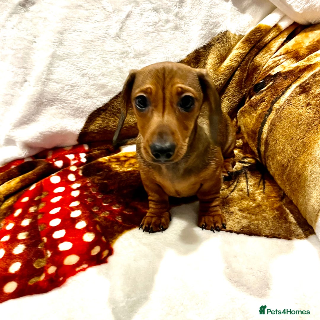Miniature Dachshund dogs for sale: Shaded red kc reg Miniature dachshund   - Advert 7