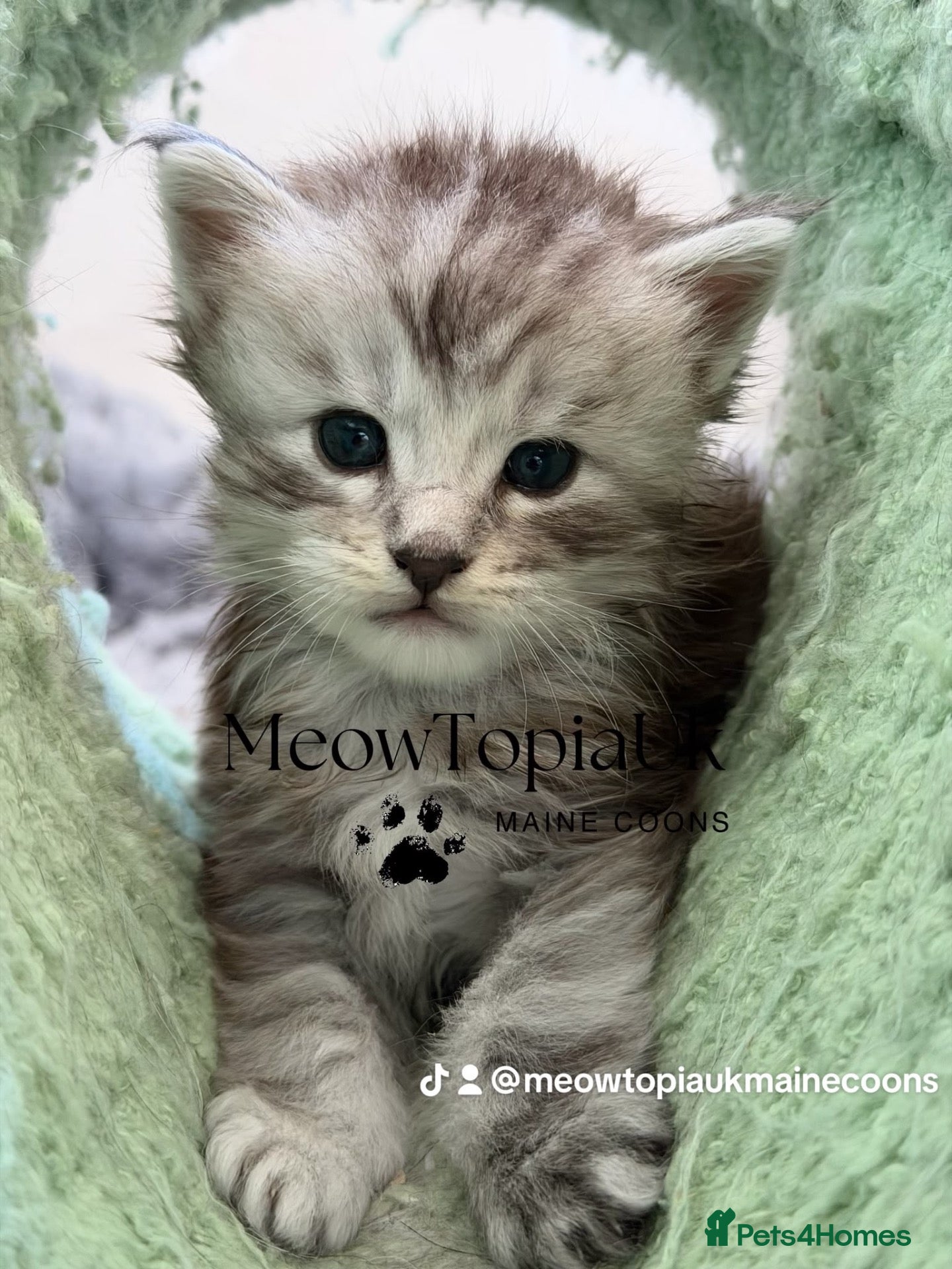 Maine Coon cats Beautiful pedigree Mainecoon kittens - Advert 2