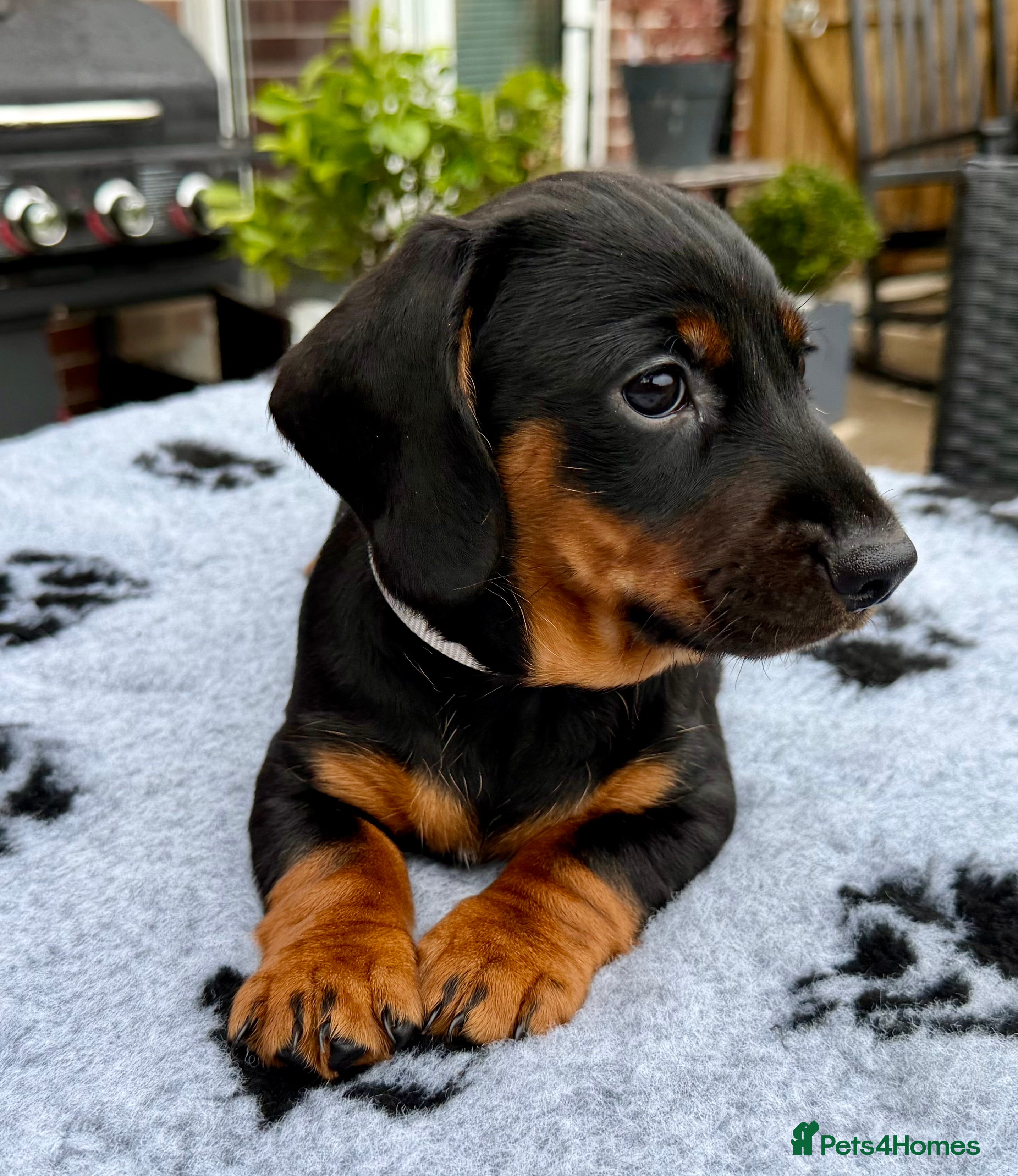 Dachshund dogs for sale: Standard smooth & Wirehaired Dachshund pups Teckel - Advert 15