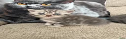 Scottish Fold cats for sale: 😊Tabby Scottish fold  - Advert 12