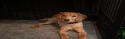 Cocker Spaniel dogs for sale: Red Male cocker spaniel  - Advert 1